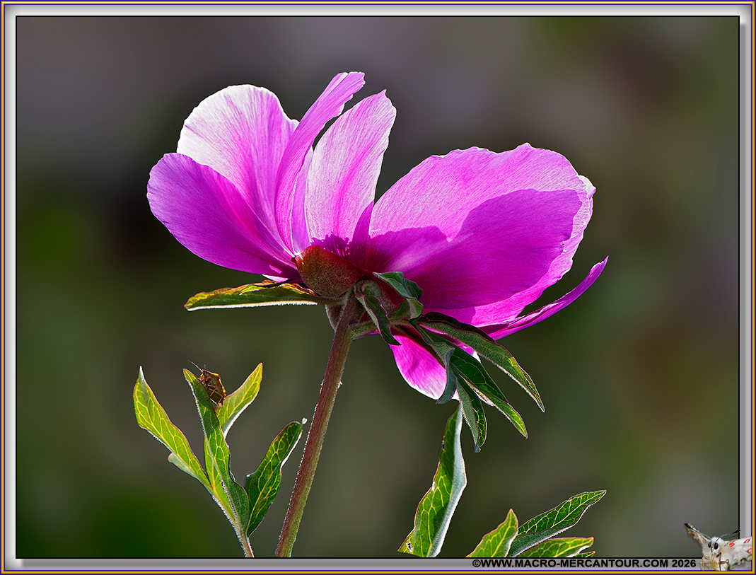 Pivoines